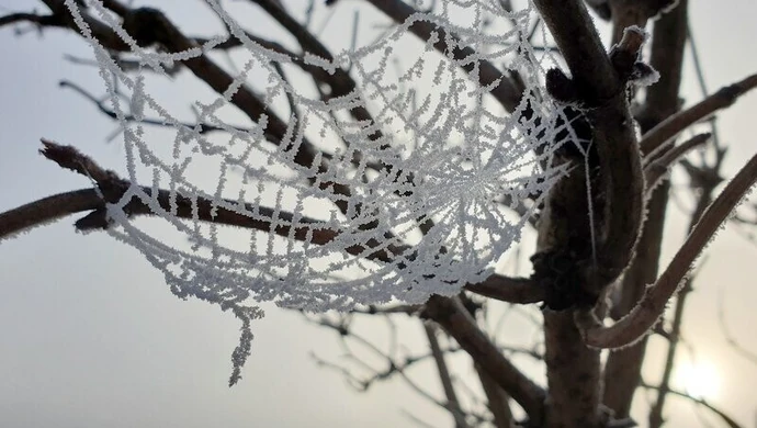 Szron przystroił Piotrków (zdjęcia)