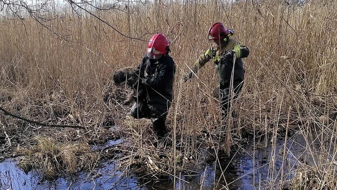 Akcja ratunkowa na mokradłach
