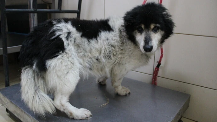 Zadbajmy o psy w gminie Wola Krzysztoporska