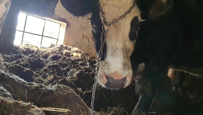 Dramat zwierząt w Majkowie. Od 10 lat właściciel nie wyrzuca obornika.