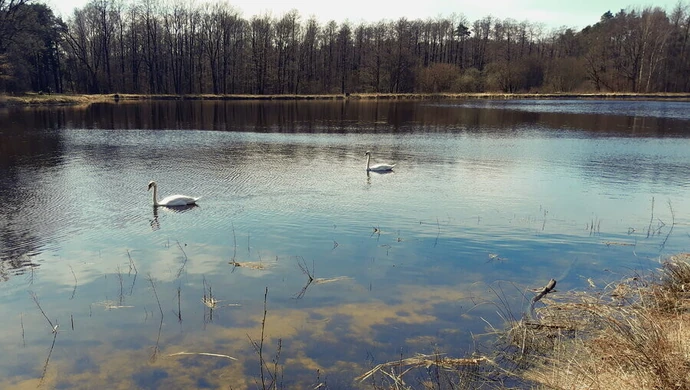 Stawy w Wygodzie znów pełne wody