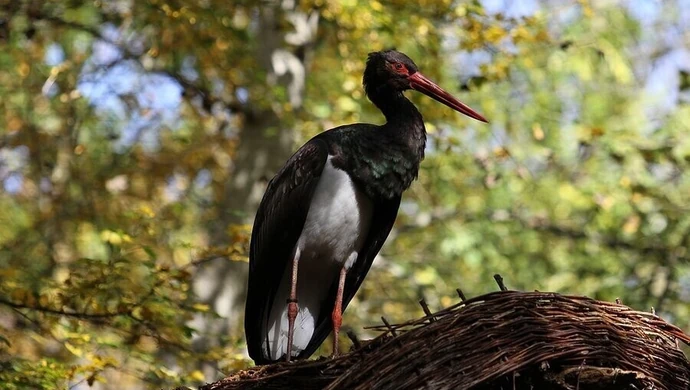 Leśnicy uratowali rannego ptaka