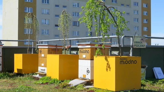 Pszczoły na dachu Focus Mall mają się dobrze