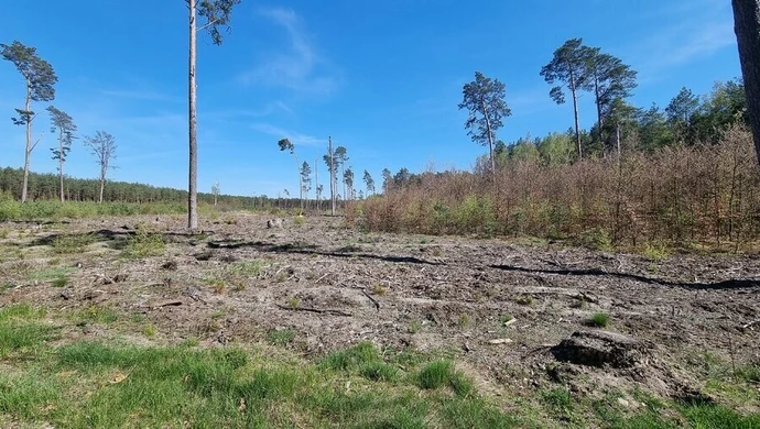 Czy lasom w naszym regionie grozi masowa wycinka?