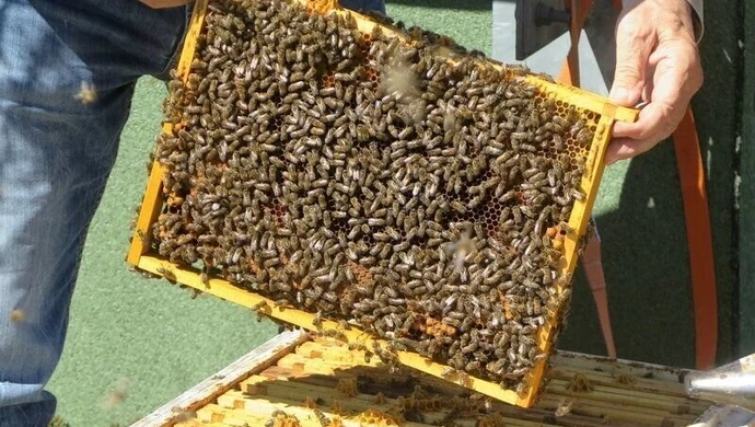 Światowy Dzień Pszczół. Jak pomóc tym ważnym owadom?