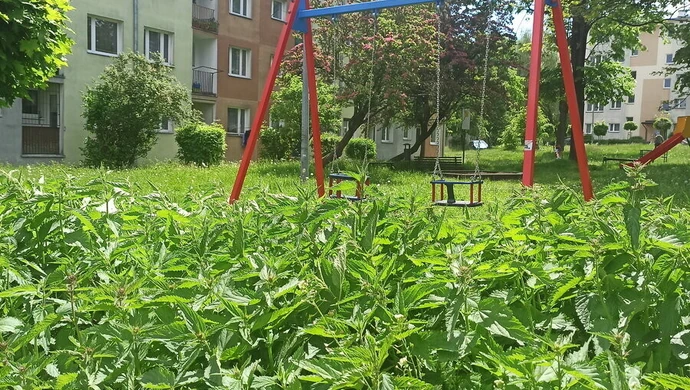 Trawa po kolana i pokrzywy po pas straszą na piotrkowskim osiedlu
