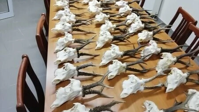 Nielegalny arsenał i żywy jastrząb u mieszkańca gminy Kamieńsk