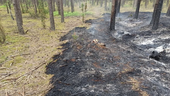 Pożar lasu w gminie Sulejów