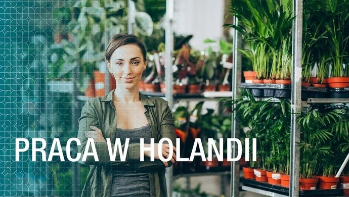Praca w Holandii &#8211; Czy warto wyjechać?