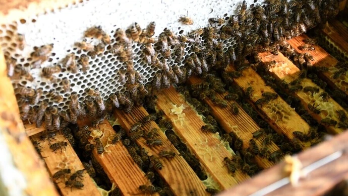 Miodobranie w miejskiej pasiece