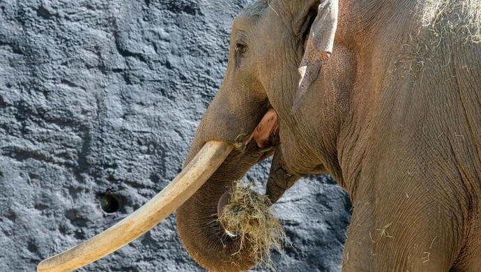 Łódź: w Orientarium zamieszkał pierwszy lokator - słoń Aleksander