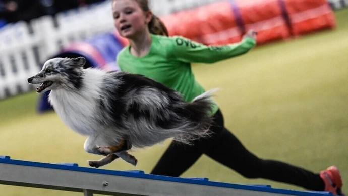 Dzięki udomowieniu psy rozwinęły zachowania społeczne