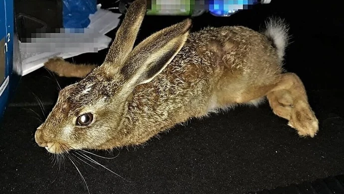 Policjanci uratowali... rannego zająca