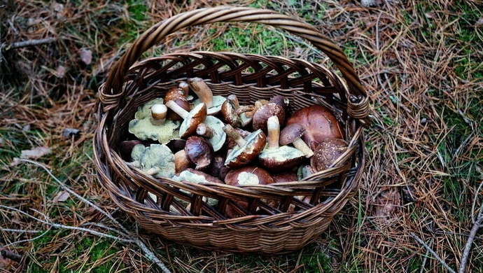 We wrześniu dobra pogoda dla grzybiarzy