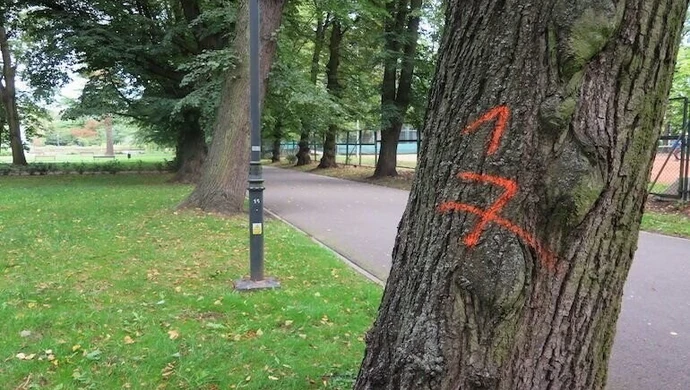 Piotrków wycina zbyt wiele drzew?