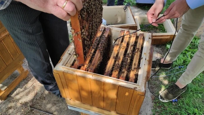 Pszczele rodziny zamieszkały w inteligentnych ulach w Wolborzu