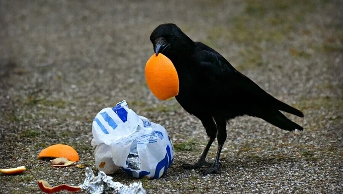 Toniemy w śmieciach