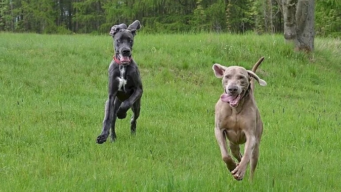 Dogi niemieckie zaprezentują się w Sulejowie