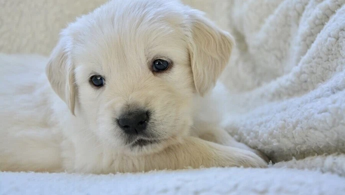 W poniedziałek Światowy Dzień Zwierząt