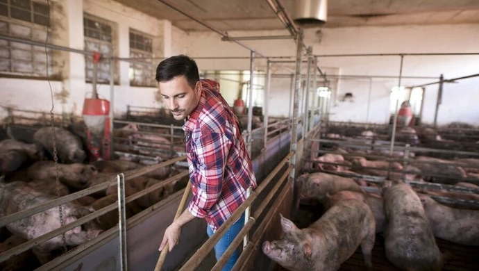 Duży kłopot hodowców z powiatu piotrkowskiego