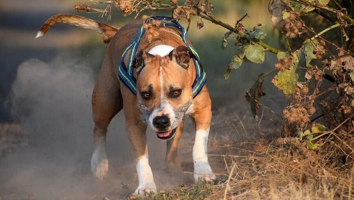 Dlaczego pies pogryzł dziecko w Sulejowie?