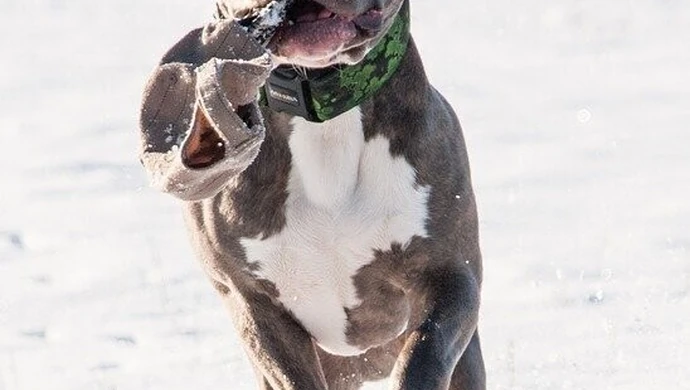 Czy każdy może mieć każdego psa?