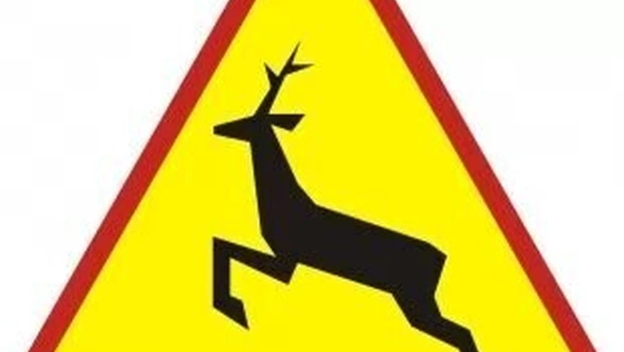 Wypadki z udziałem dzikich zwierząt - czy można ich uniknąć?