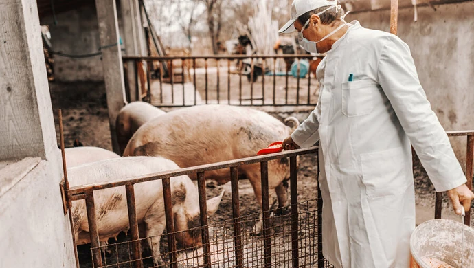 Powiat piotrkowski może znaleźć się w niebieskiej strefie ASF