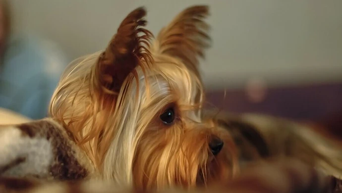 Usłyszał zarzut znęcania się nad zwierzęciem