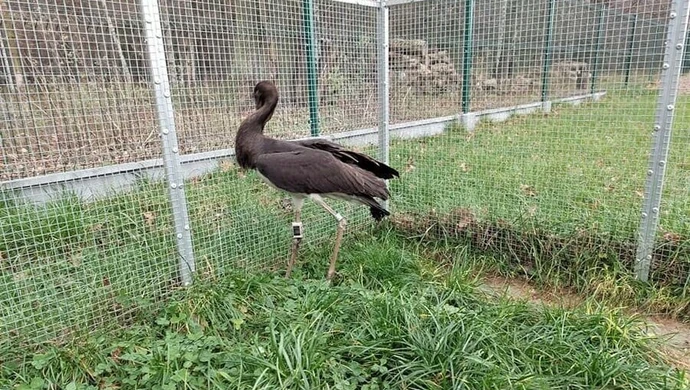 Nowy podopieczny Osady Leśnej w Kole