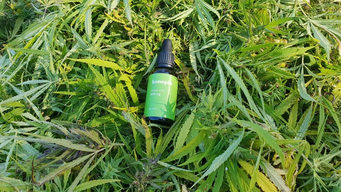 Olejek CBD: właściwości i działanie. Gdzie kupić CBD w Piotrkowie Trybunalskim?