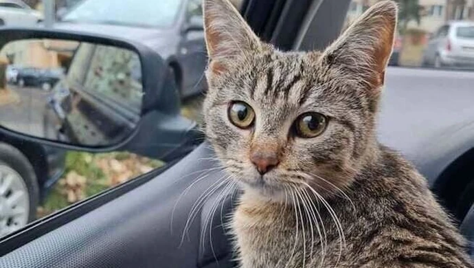 Miasto Kotów walczy o Zwierzakobusa