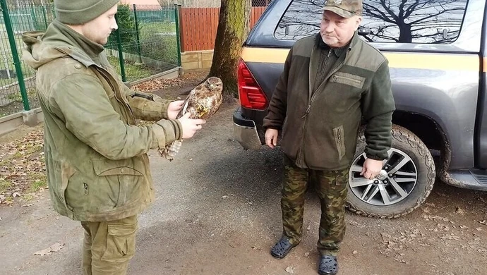 Ranne myszołowy w Osadzie Leśnej