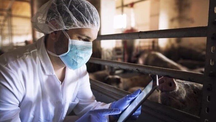 Laboratorium do walki z ASF nadal wyłącznie w planach