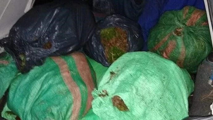 Chciał ograbić las... z mchu