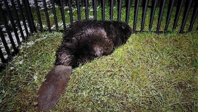 Strażacy uratowali bobra