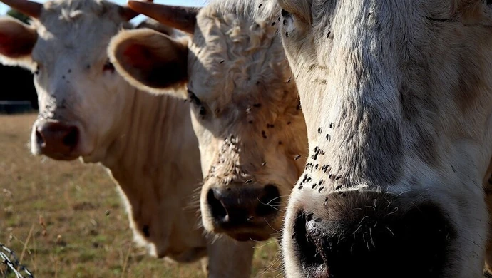 Skuteczne sposoby zwalczania owadów