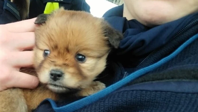 Policjantki uratowały szczenię