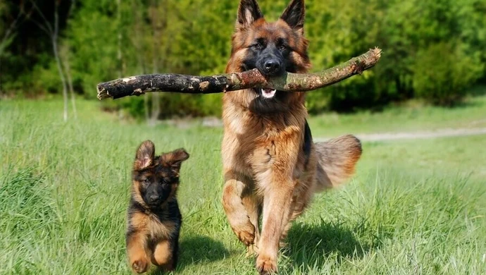 „Bilet kupujesz, miskę fundujesz", czyli akcja miska dla psa