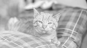 Kociak nie przeżył powitania Nowego Roku