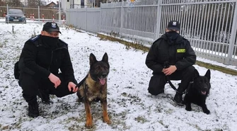 Czworonożni funkcjonariusze w służbie piotrkowskiej komendy