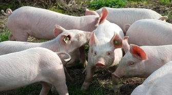 Gmina Aleksandrów objęta żółtą strefą ASF