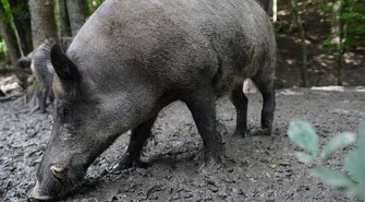 ASF u bram powiatu piotrkowskiego