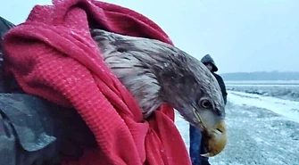 Strażnicy leśni ratowali rannego bielika