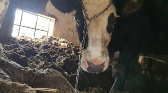 Dramat zwierząt w Majkowie. Od 10 lat właściciel nie wyrzuca obornika.