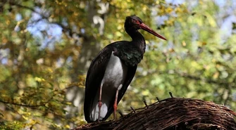 Leśnicy uratowali rannego ptaka