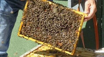 Światowy Dzień Pszczół. Jak pomóc tym ważnym owadom?