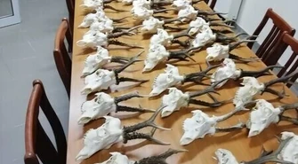 Nielegalny arsenał i żywy jastrząb u mieszkańca gminy Kamieńsk