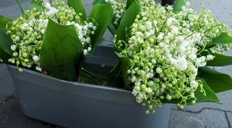 Toksyczne rośliny groźne dla dzieci