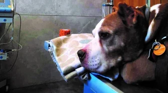 Czy oprysk chodnika spowodował zgon psa?